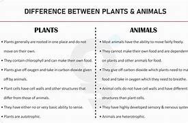 Image result for Difference Between Plants and Animals