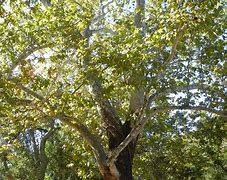 Image result for Anacua Tree