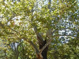 Image result for Hedgeman Trees