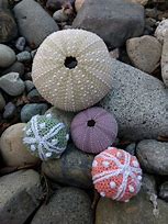Image result for Sea Urchin Plush