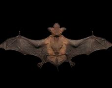 Image result for Artsy Bat