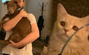 Image result for Guy with Cat Meme