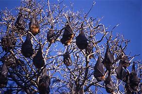 Image result for Hanging Bat