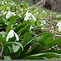 Image result for Galanthus woronowii