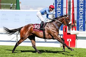Image result for South African Horse Racing