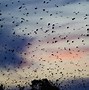 Image result for Bats in Africa