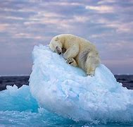 Image result for Wildlife Photographer of the Year