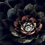 Image result for Color Images Black Rose