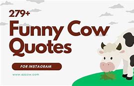 Image result for Cute Cow Sayings