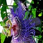 Image result for Passion Flower Climbing Vine