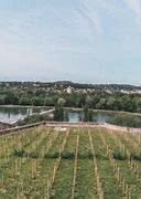 Image result for Avignon Vineyard
