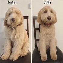Image result for Labradoodle Puppy Cut