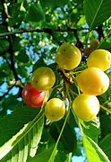 Image result for Prunus avium Bigarreau Noir