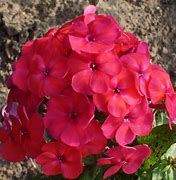 Image result for Phlox paniculata Famous Cerise