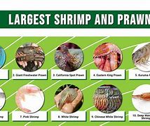 Image result for Biggest Shrimp in Ocean