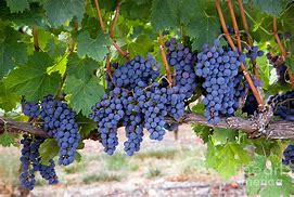 Image result for Grape Vine Branches