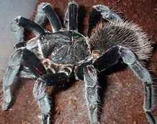 Image result for Colombian Giant Black Tarantula