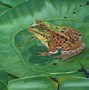 Image result for Frog Sitting On Lily Pad