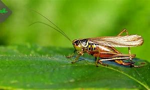 Image result for Cricket Wings That Rub