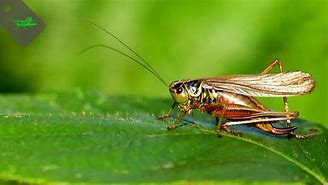 Image result for Cricket Animal Wings