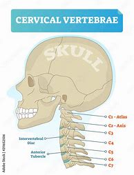 Image result for C7 Cervical Spine