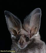 Image result for Californan Bat