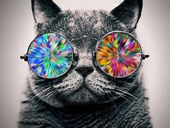 Image result for Cat with Galaxy Glasses