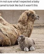 Image result for Mauricio Camel Meme