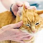Image result for Small Cat Scratch