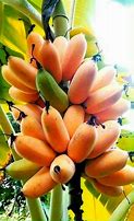Image result for orange bananas hybrids