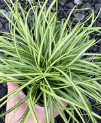 Image result for Carex oshimensis Eversheen