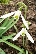 Image result for Galanthus Atkinsii