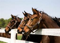 Image result for Riding Horse Breeds