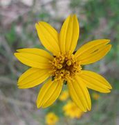 Image result for A Flower with 8 Petals