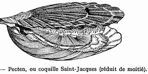 Image result for Coque St Jacques