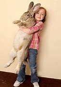 Image result for 6 Foot Tall Rabbit