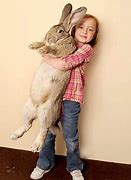 Image result for 40 Pound Rabbit