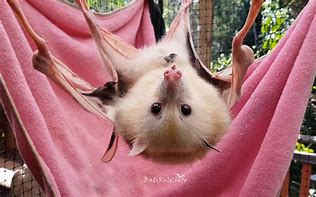 Image result for Albino Fruit Bat