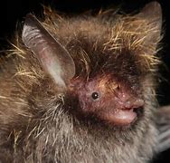 Image result for WWF Bat