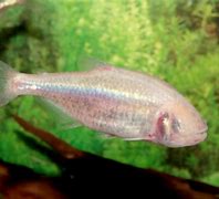 Image result for Blind Cave Fish Aquarium