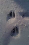Image result for Whitetail Deer Tracks