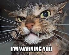 Image result for Mad at Your Cat Meme