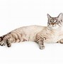 Image result for Cat Face Side View