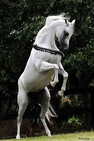 Image result for White Arab Horse Only Face with Flowers