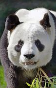 Image result for Panda Geant