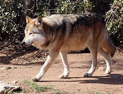 Image result for Lobo Gris Mexicano