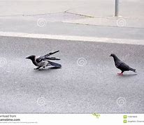 Image result for Pigeon Crow Stryo