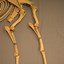 Image result for A Deer Pelvis and Lower Limb