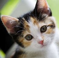 Image result for Cute Calico Cat Names