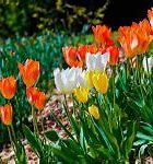 Image result for Early Spring Flowers Wallpaper